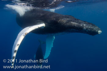 Humpback Whale [Megaptera novaeangliae]