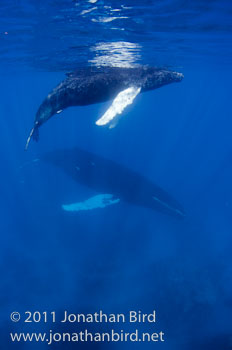 Humpback Whale [Megaptera novaeangliae]