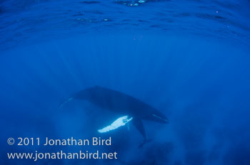 Humpback Whale [Megaptera novaeangliae]