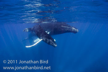 Humpback Whale [Megaptera novaeangliae]