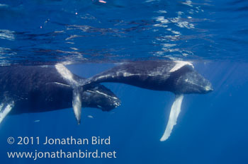 Humpback Whale [Megaptera novaeangliae]