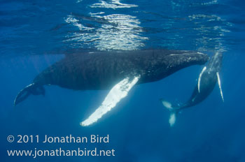 Humpback Whale [Megaptera novaeangliae]