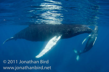 Humpback Whale [Megaptera novaeangliae]