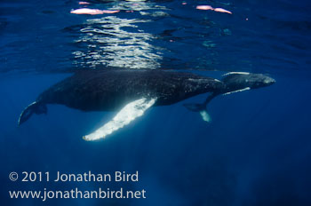 Humpback Whale [Megaptera novaeangliae]