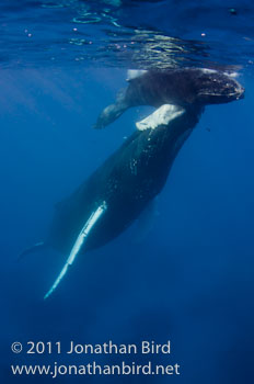 Humpback Whale [Megaptera novaeangliae]