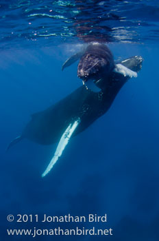 Humpback Whale [Megaptera novaeangliae]