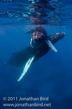 Humpback Whale [Megaptera novaeangliae]