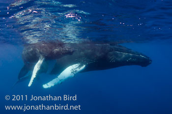 Humpback Whale [Megaptera novaeangliae]