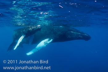 Humpback Whale [Megaptera novaeangliae]