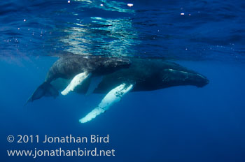 Humpback Whale [Megaptera novaeangliae]