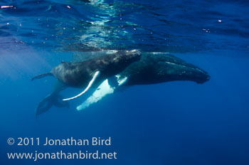Humpback Whale [Megaptera novaeangliae]