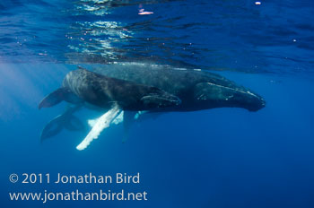 Humpback Whale [Megaptera novaeangliae]