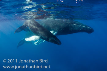 Humpback Whale [Megaptera novaeangliae]