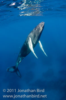 Humpback Whale [Megaptera novaeangliae]