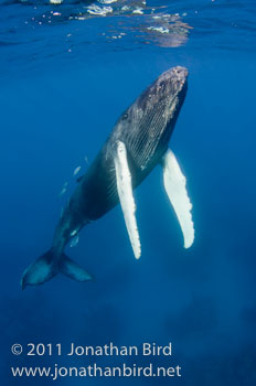 Humpback Whale [Megaptera novaeangliae]