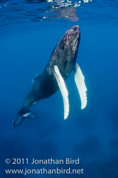 Humpback Whale [Megaptera novaeangliae]