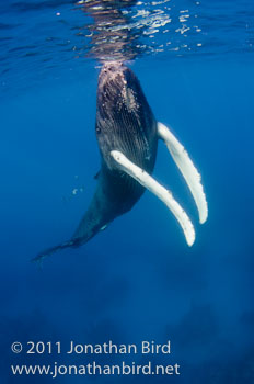Humpback Whale [Megaptera novaeangliae]
