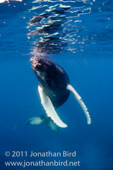 Humpback Whale [Megaptera novaeangliae]
