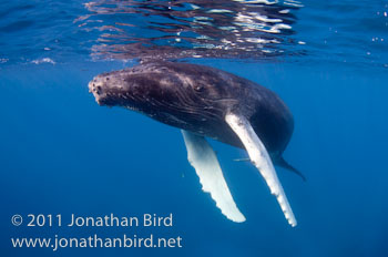 Humpback Whale [Megaptera novaeangliae]