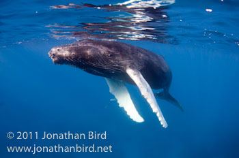 Humpback Whale [Megaptera novaeangliae]