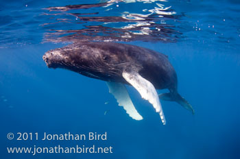 Humpback Whale [Megaptera novaeangliae]