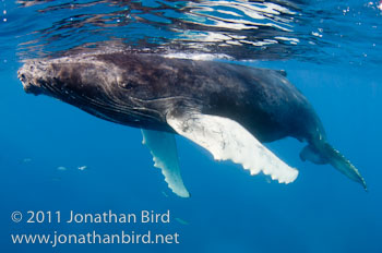 Humpback Whale [Megaptera novaeangliae]