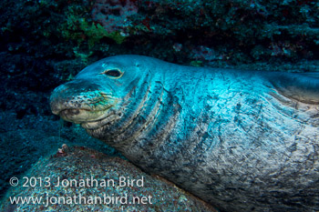 Hawaiian Monk Seal [Monachus schauinslandi]