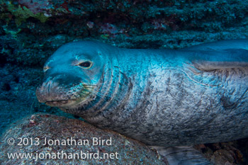 Hawaiian Monk Seal [Monachus schauinslandi]