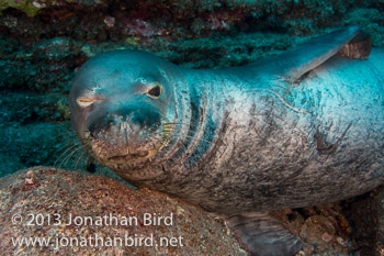 Hawaiian Monk Seal [Monachus schauinslandi]