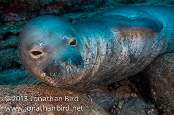Hawaiian Monk Seal [Monachus schauinslandi]