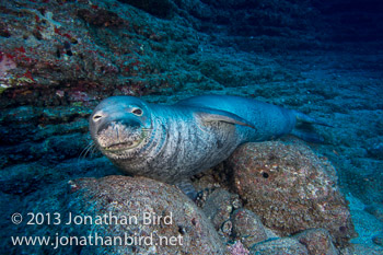 Hawaiian Monk Seal [Monachus schauinslandi]