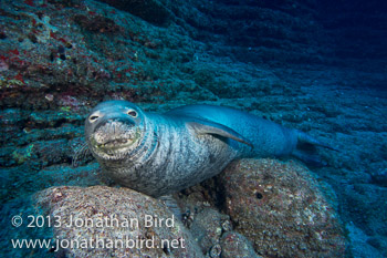 Hawaiian Monk Seal [Monachus schauinslandi]