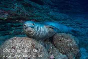 Hawaiian Monk Seal [Monachus schauinslandi]
