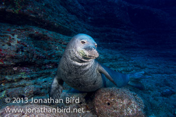 Hawaiian Monk Seal [Monachus schauinslandi]
