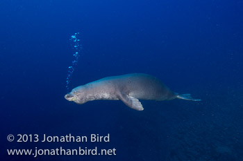 Hawaiian Monk Seal [Monachus schauinslandi]