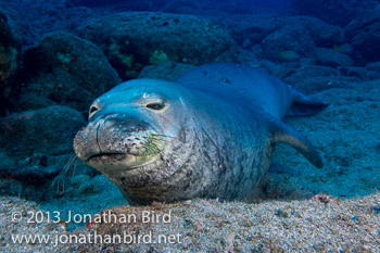 Hawaiian Monk Seal [Monachus schauinslandi]