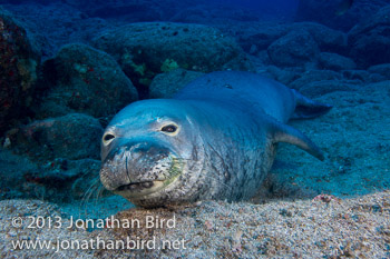 Hawaiian Monk Seal [Monachus schauinslandi]