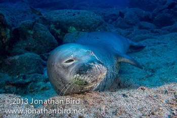 Hawaiian Monk Seal [Monachus schauinslandi]