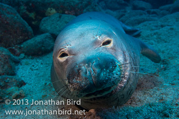 Hawaiian Monk Seal [Monachus schauinslandi]