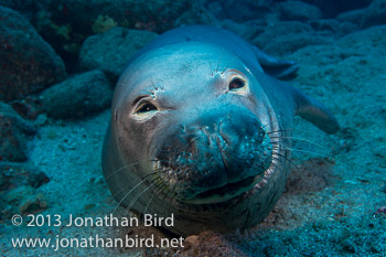 Hawaiian Monk Seal [Monachus schauinslandi]
