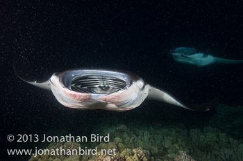 Coastal Manta Ray [Manta alfredi]