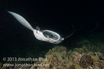 Coastal Manta Ray [Manta alfredi]