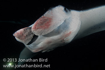 Coastal Manta Ray [Manta alfredi]