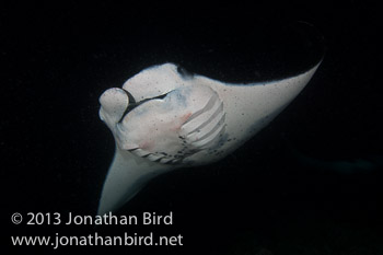 Coastal Manta Ray [Manta alfredi]