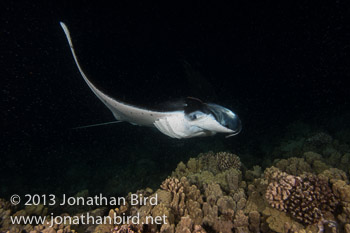 Coastal Manta Ray [Manta alfredi]