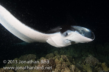 Coastal Manta Ray [Manta alfredi]