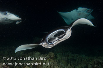 Coastal Manta Ray [Manta alfredi]