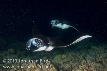 Coastal Manta Ray [Manta alfredi]