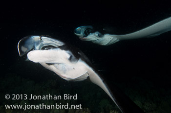 Coastal Manta Ray [Manta alfredi]
