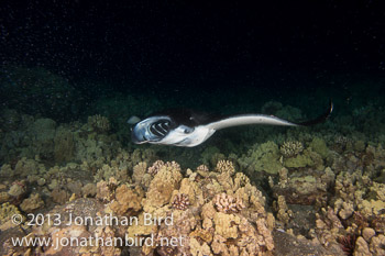 Coastal Manta Ray [Manta alfredi]